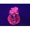 WYSIWYG Acropora robusta 15D2 Mariculture acclimaté led