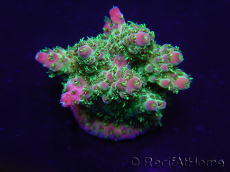 WYSIWYG Acropora rosaria 15H9 Maricoltura acclimatata a LED