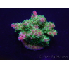 WYSIWYG Acropora rosaria 15H9 Maricoltura acclimatata a LED