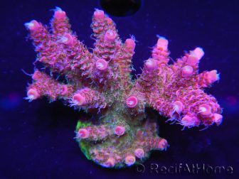 WYSIWYG Acropora millepora 15I3 Mariculture acclimaté led