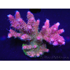 WYSIWYG Acropora millepora 15I3 Mariculture acclimaté led