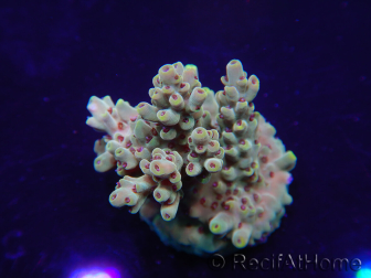 WYSIWYG Acropora 15K9 Maricoltura acclimatata a LED