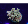 WYSIWYG Acropora 15K9 Maricoltura acclimatata a LED