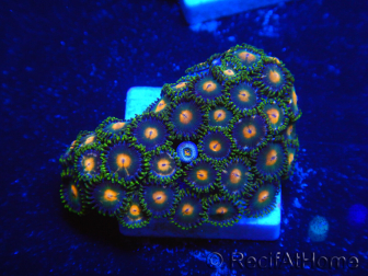 WYSIWYG - Zoanthus 14A4 Indo Mariculture Acclimated under LED