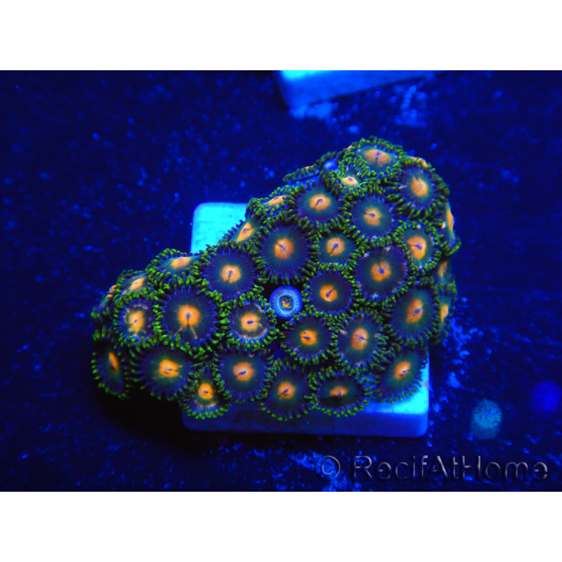 WYSIWYG - Zoanthus 14A4 Indo Mariculture Acclimated under LED