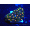 WYSIWYG - Zoanthus 14A4 Indo Mariculture Acclimated under LED