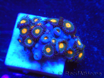 WYSIWYG - Zoanthus 14C6 Indo Mariculture Acclimated under LED