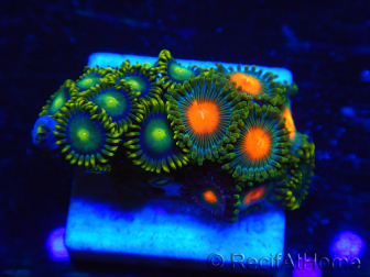 WYSIWYG - Zoanthus 14D6 Mariculture Indo Acclimaté sous led