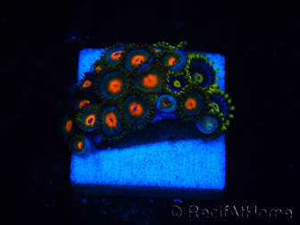 WYSIWYG - Zoanthus 14F1 Mariculture Indo Acclimaté sous led