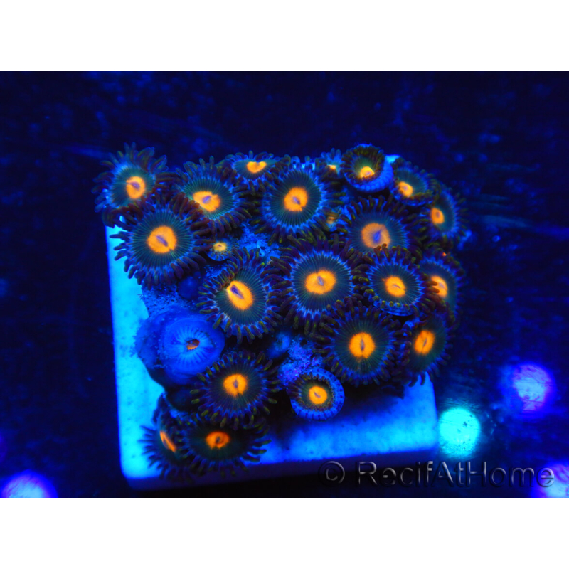 WYSIWYG - Zoanthus 14F6 Mariculture Indo Acclimaté sous led