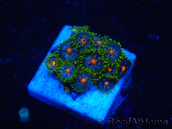 WYSIWYG - Zoanthus 14G3 Mariculture Indo Acclimaté sous led