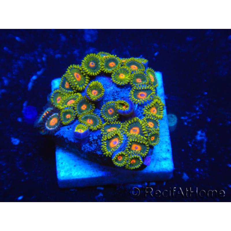 WYSIWYG - Zoanthus 14H4 Indo Mariculture Acclimated under LED