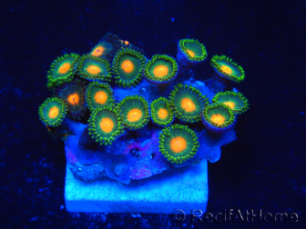 WYSIWYG - Zoanthus 14i1 Indo Mariculture Acclimated under LED