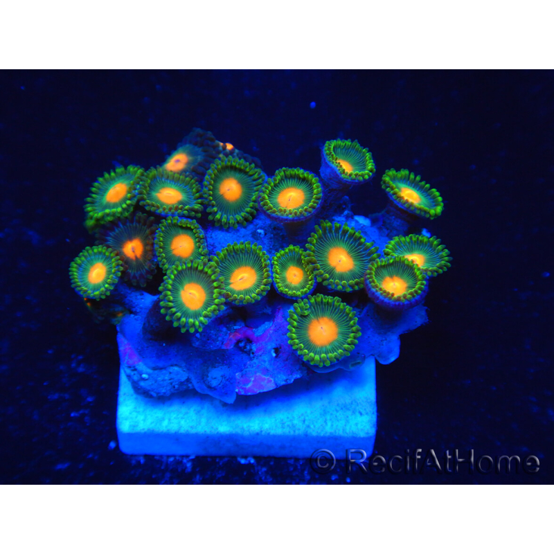 WYSIWYG - Zoanthus 14i1 Mariculture Indo Acclimaté sous led