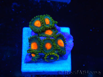 WYSIWYG - Zoanthus 14i2 Mariculture Indo Acclimaté sous led