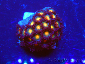 WYSIWYG - Zoanthus 14i6 Mariculture Indo Acclimaté sous led