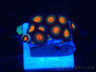 WYSIWYG - Zoanthus 14J1 Mariculture Indo Acclimaté sous led