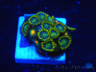 WYSIWYG - Zoanthus 14K3 Mariculture Indo Acclimaté sous led