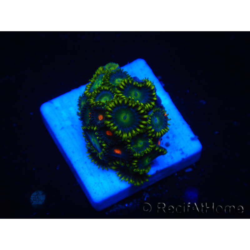 WYSIWYG - Zoanthus 14L3 Mariculture Indo Acclimatato sotto LED