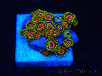 WYSIWYG - Zoanthus 14N1 Mariculture Indo Acclimated under LED