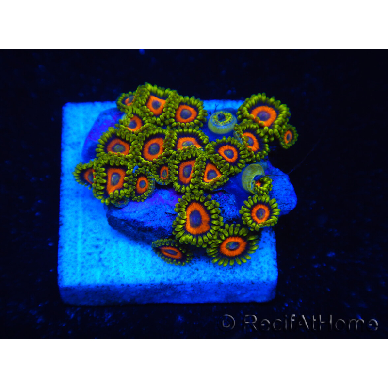 WYSIWYG - Zoanthus 14N1 Maricoltura Indo Acclimatato sotto led