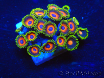 WYSIWYG - Zoanthus 14P5 Mariculture Indo Acclimaté sous led