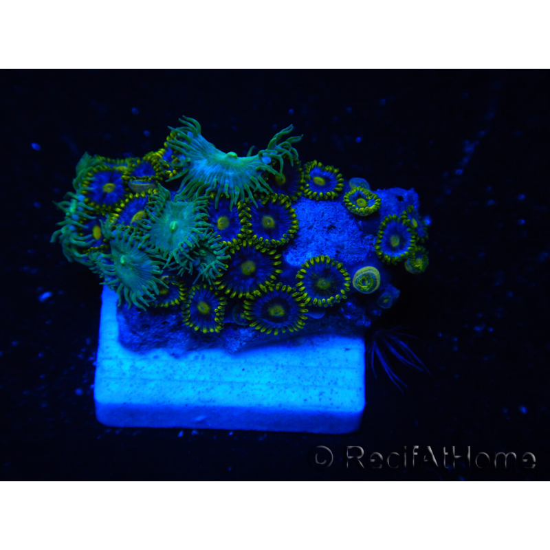 WYSIWYG - Zoanthus 14R1 Mariculture Indo Acclimaté sous led