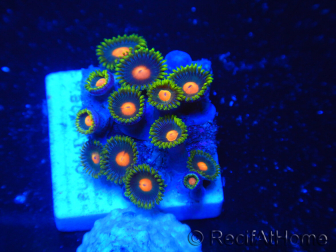 WYSIWYG - Zoanthus 14R2 Mariculture Indo Acclimaté sous led