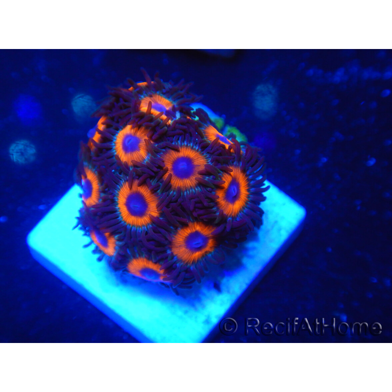 WYSIWYG - Zoanthus 14R4 Mariculture Indo Acclimaté sous led