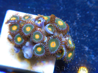 WYSIWYG - Zoanthus 14C6 Indo Mariculture Acclimated under LED