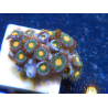 WYSIWYG - Zoanthus 14C6 Indo Mariculture Acclimated under LED