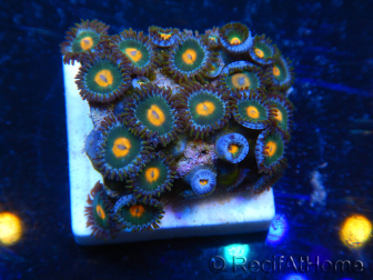 WYSIWYG - Zoanthus 14F6 Mariculture Indo Acclimaté sous led