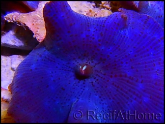 Discosoma bleu coeruleus élevage