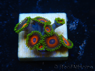 WYSIWYG - Zoanthus 14G5 Indo mariculture acclimated under LED