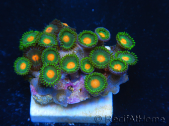 WYSIWYG - Zoanthus 14i1 Indo Mariculture Acclimated under LED