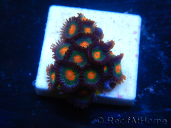 WYSIWYG - Zoanthus 14J6 Mariculture Indo Acclimaté sous led