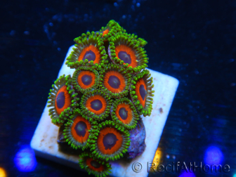 WYSIWYG - Zoanthus 14N6 Indo Mariculture Acclimated under LED