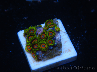 WYSIWYG - Zoanthus 14P2 Maricultured Indo Acclimated under LED