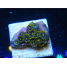 WYSIWYG - Zoanthus 14P6 Mariculture Indo Acclimated under LED