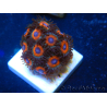 WYSIWYG - Zoanthus 14R4 Mariculture Indo Acclimated under LED