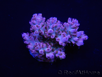 WYSIWYG Acropora 15A3 Mariculture acclimaté led