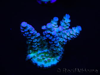 WYSIWYG Acropora tenuis 15B7 Mariculture acclimaté led