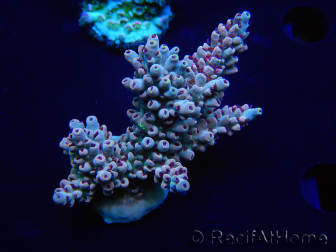 WYSIWYG Acropora 15C1 Mariculture acclimaté led