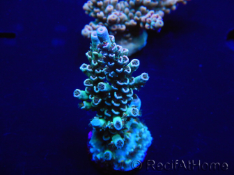 WYSIWYG Acropora tenuis 15C3 Mariculture acclimaté led