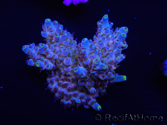 WYSIWYG Acropora anthocercis 15C9 Australia acclimatato a led