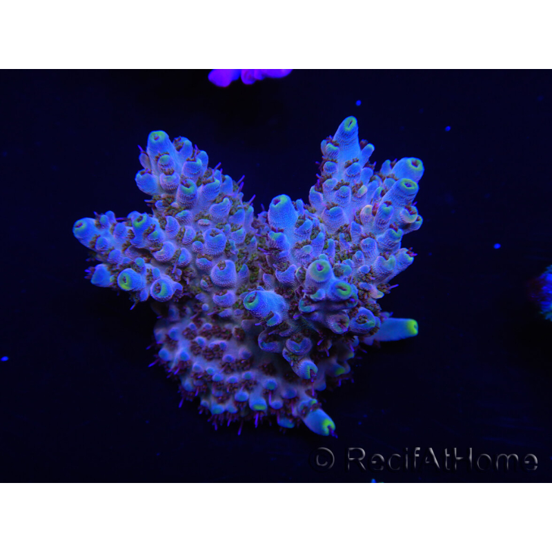 WYSIWYG Acropora anthocercis 15C9 Australia acclimatato a led