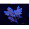 WYSIWYG Acropora anthocercis 15C9 Australia acclimatato a led