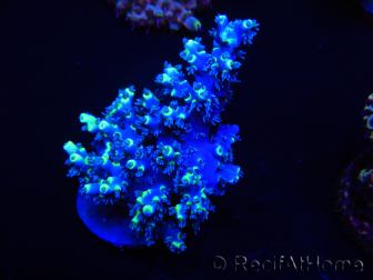 WYSIWYG Acropora 15C10 Mariculture acclimaté LED