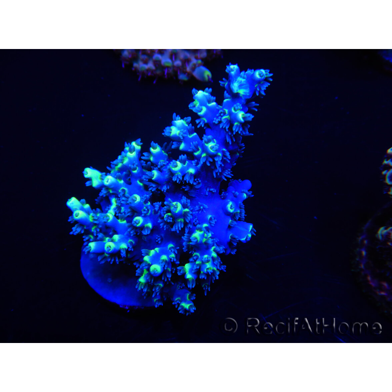 WYSIWYG Acropora 15C10 Mariculture acclimaté LED