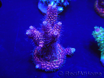 WYSIWYG Acropora millepora 15D1 Mariculture acclimaté led